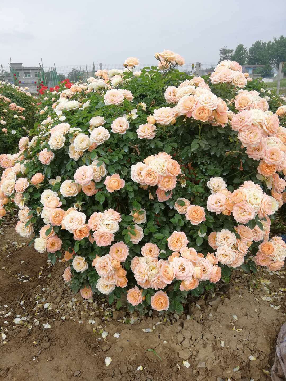 基地造型月季熱賣(mài)中，如：花球、花柱(圖2)